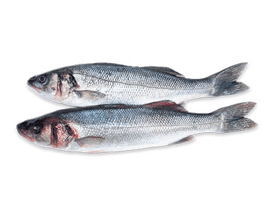 Branzino Eviscerato