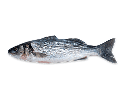 Branzino