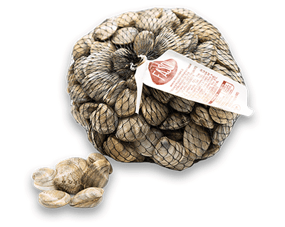 Vongole Lupino